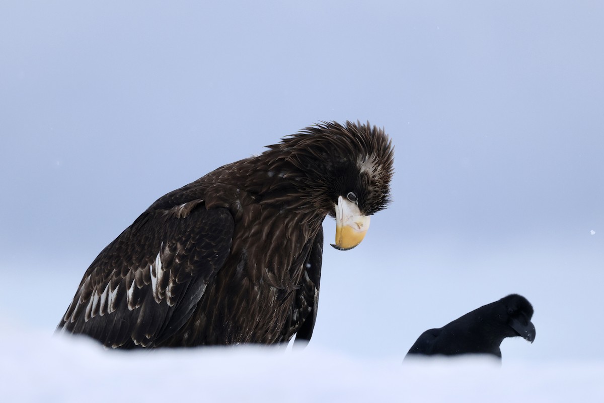 Steller's Sea-Eagle - ML635224185