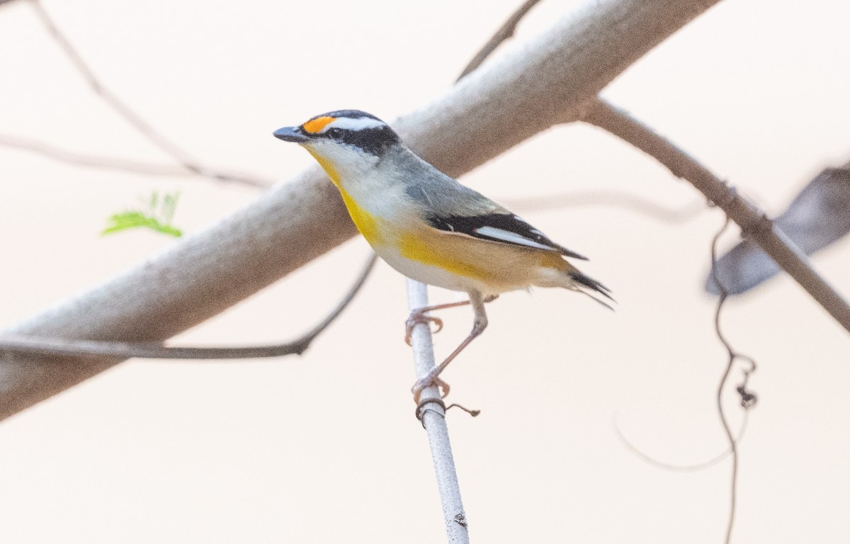 Striated Pardalote - ML635224233
