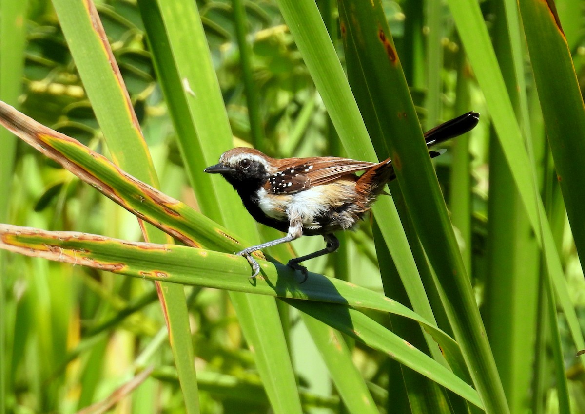 Rusty-backed Antwren - ML635224319