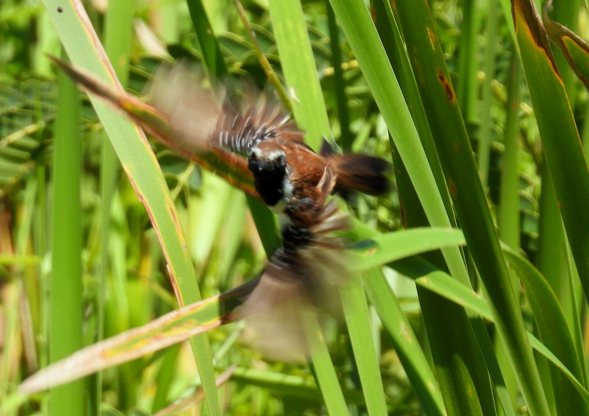 Rusty-backed Antwren - ML635224320