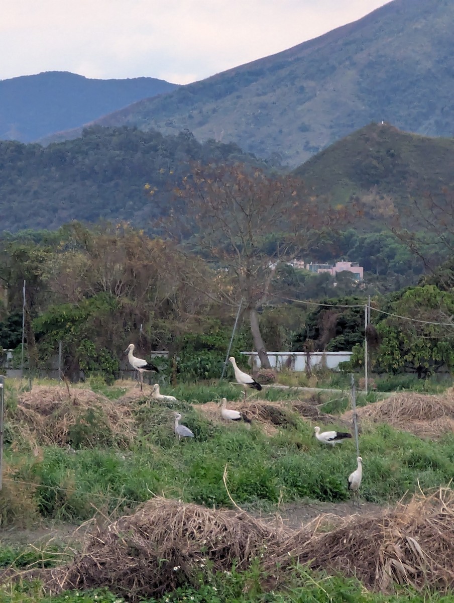 Oriental Stork - ML635224324