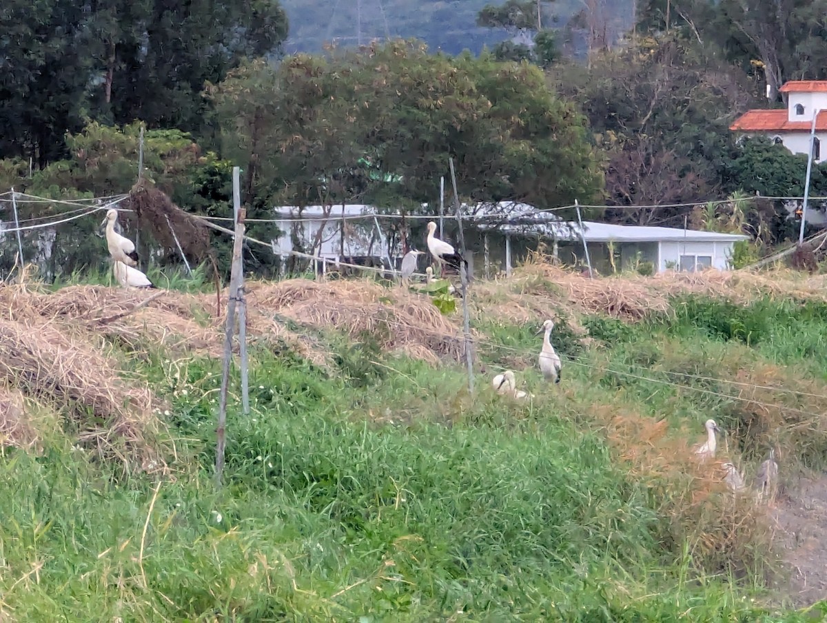 Oriental Stork - ML635224335