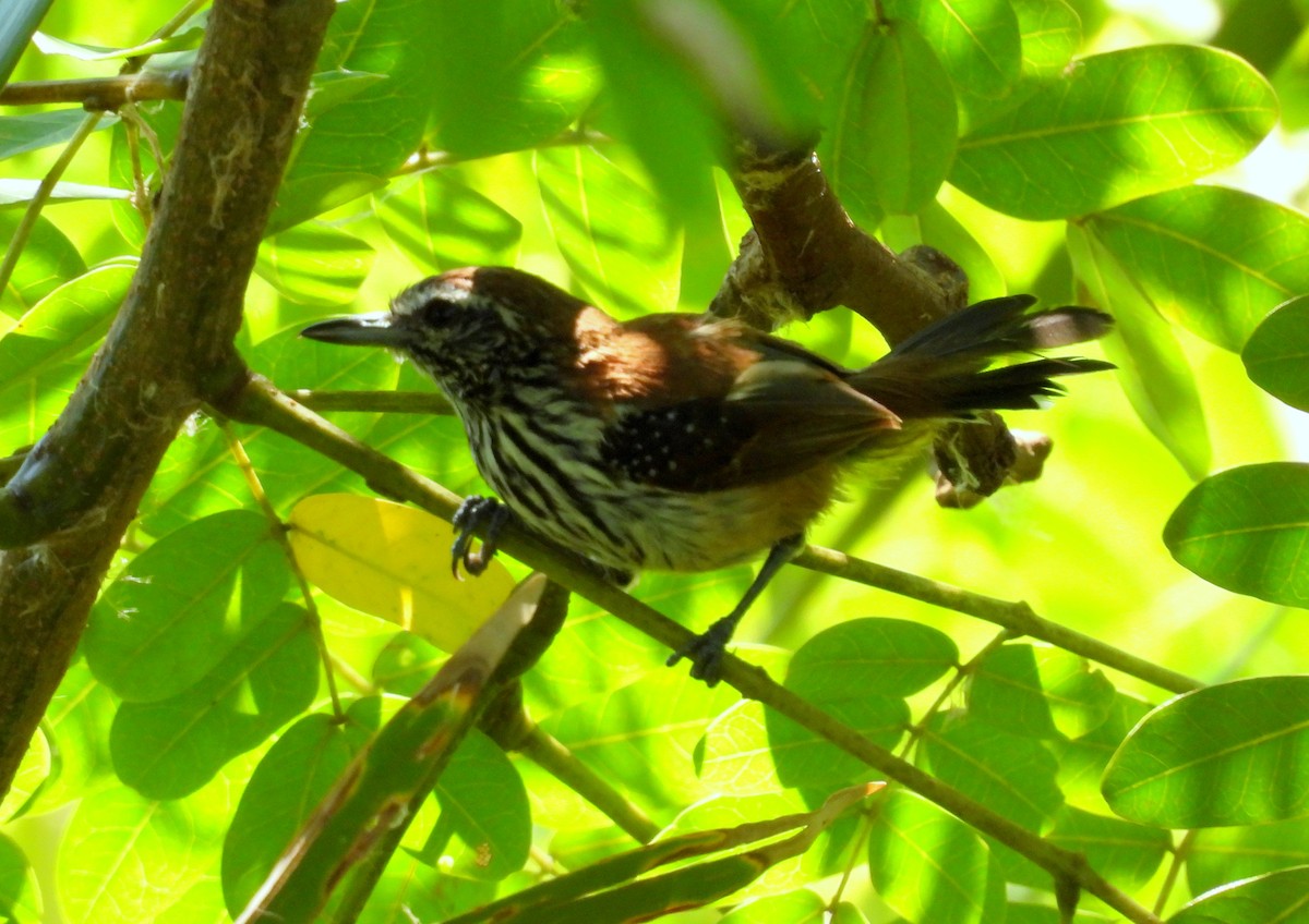 Rusty-backed Antwren - ML635224347