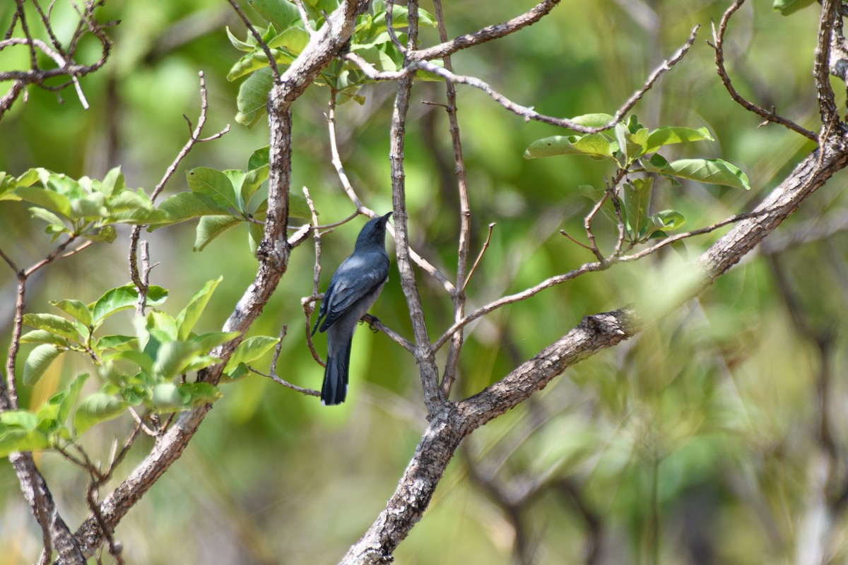 Black-winged Cuckooshrike - ML635224386