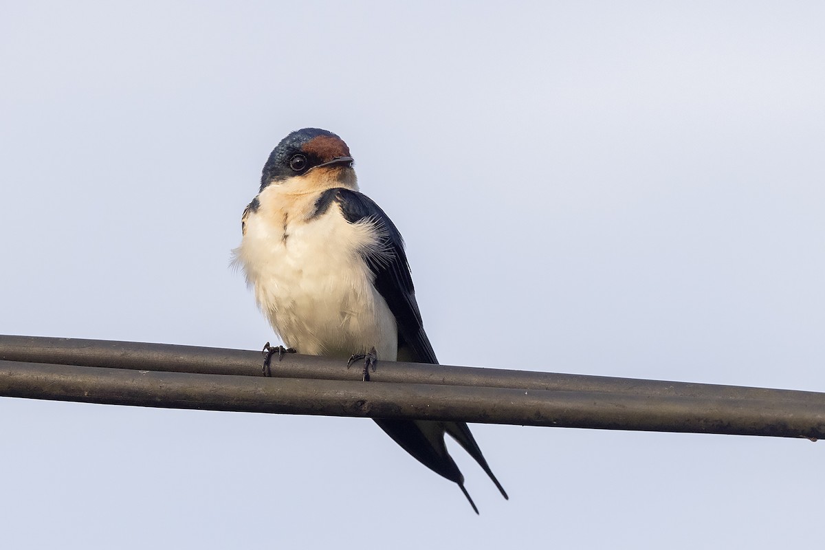 Ethiopian Swallow - ML635224387