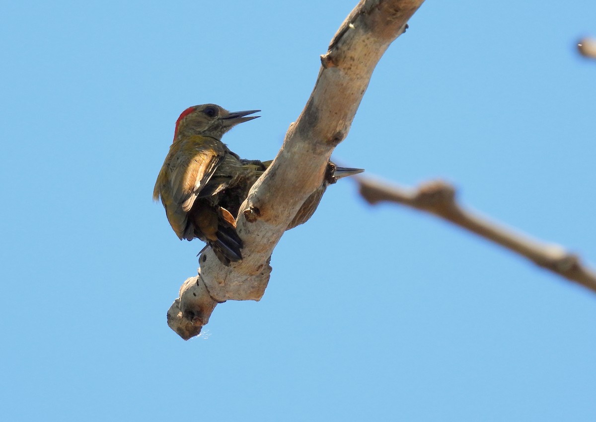 Little Woodpecker - ML635224460