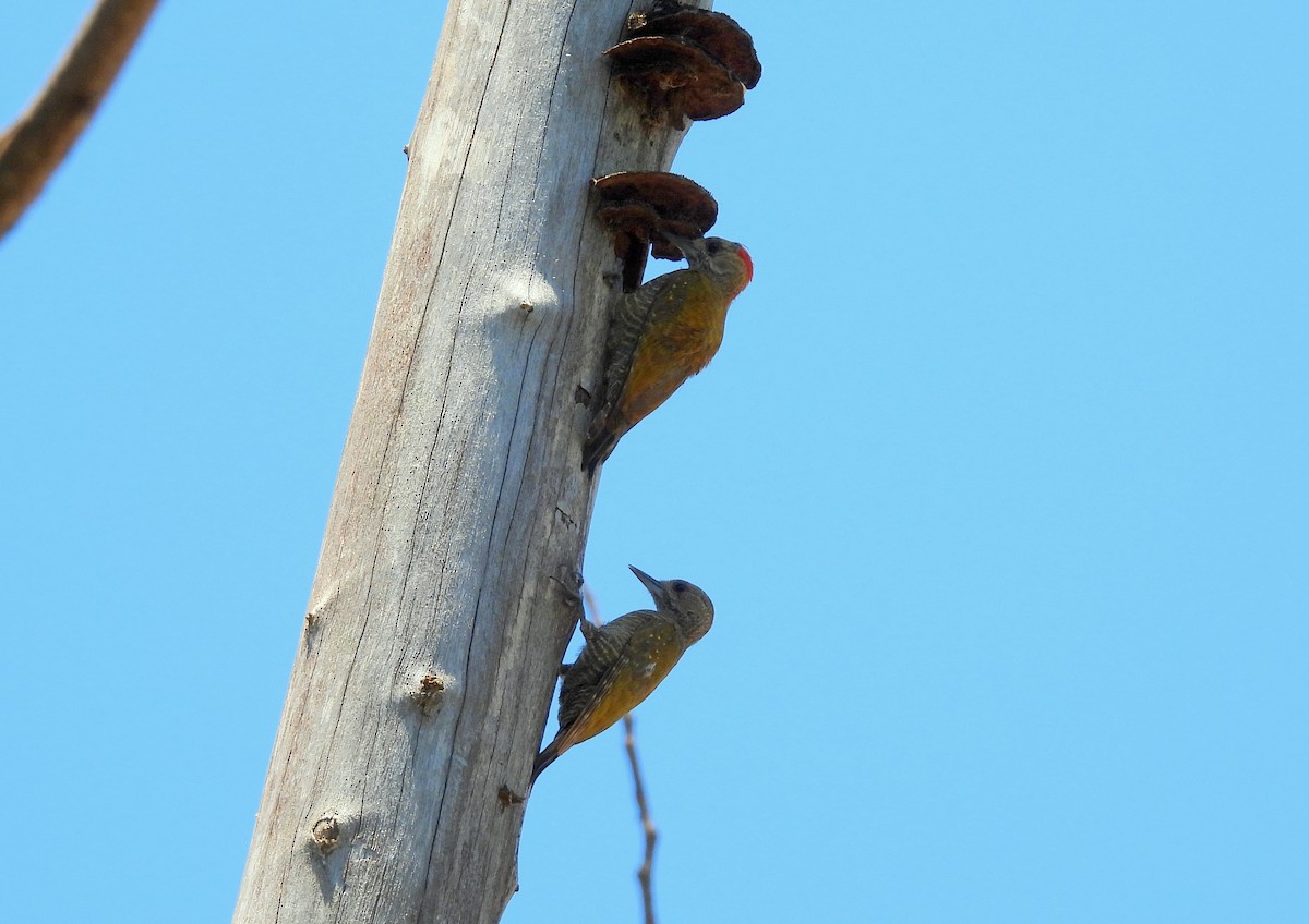 Little Woodpecker - ML635224461