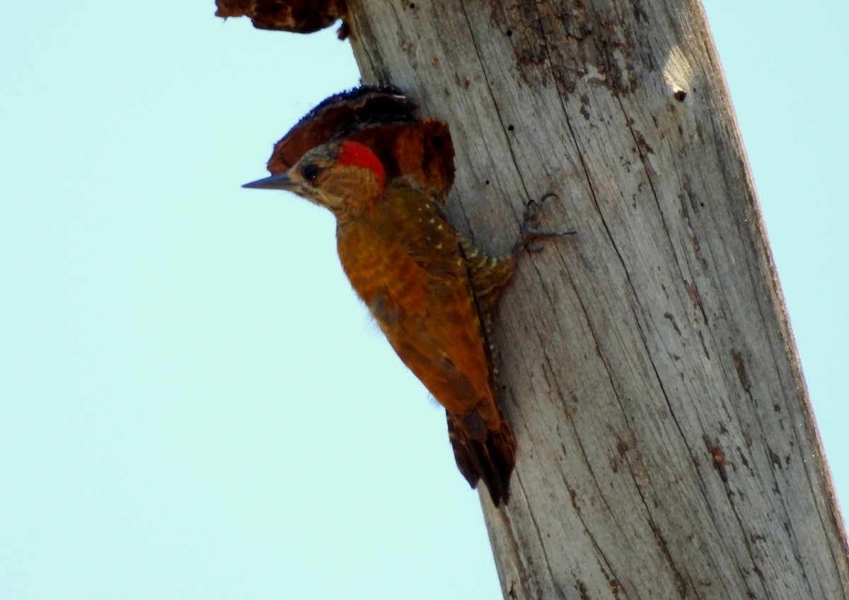 Little Woodpecker - ML635224462