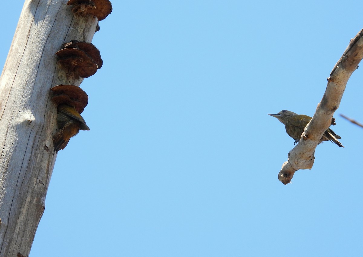 Little Woodpecker - ML635224463