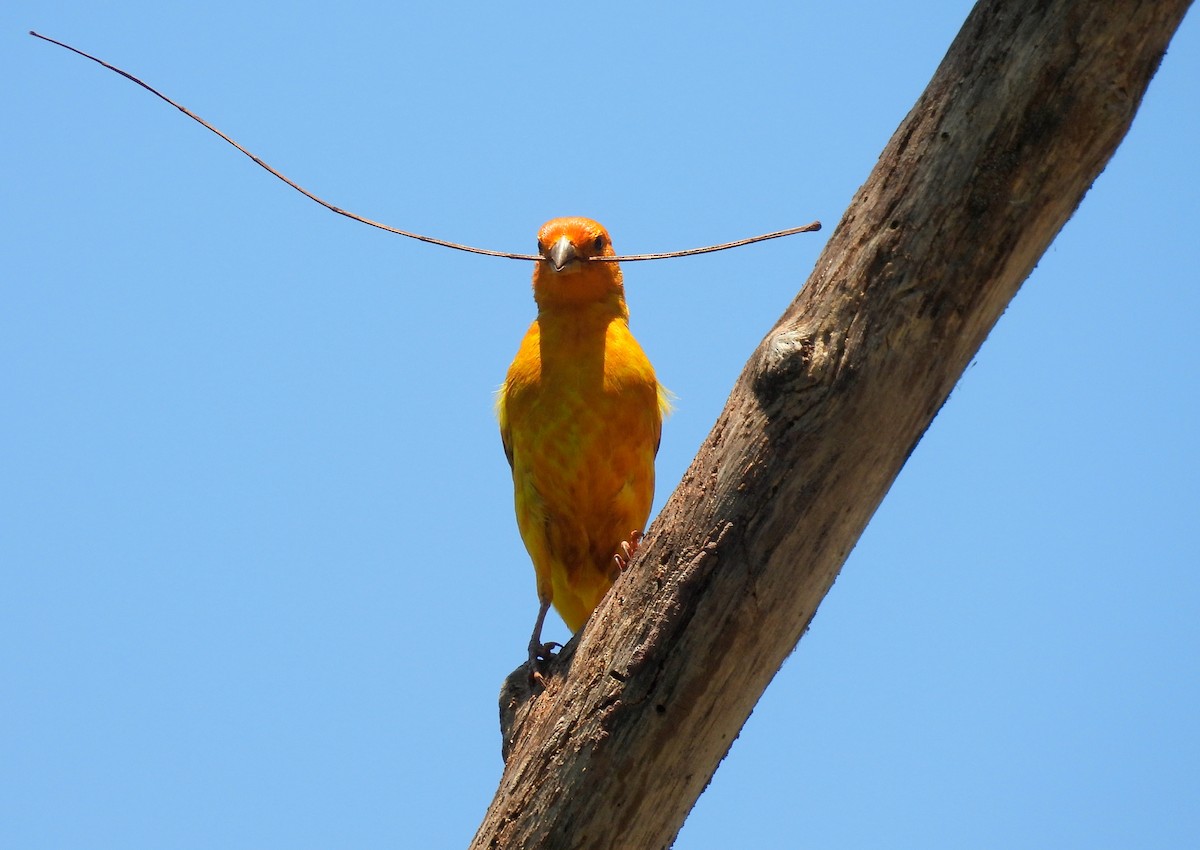 Saffron Finch - ML635224467