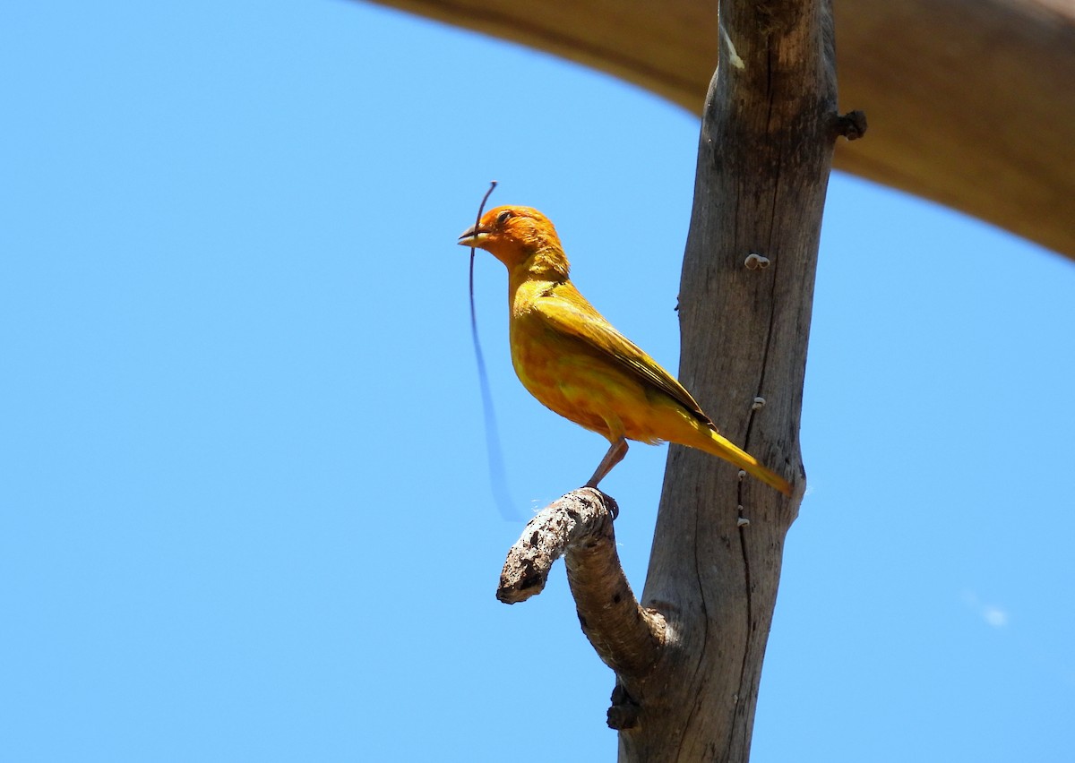 Saffron Finch - ML635224468