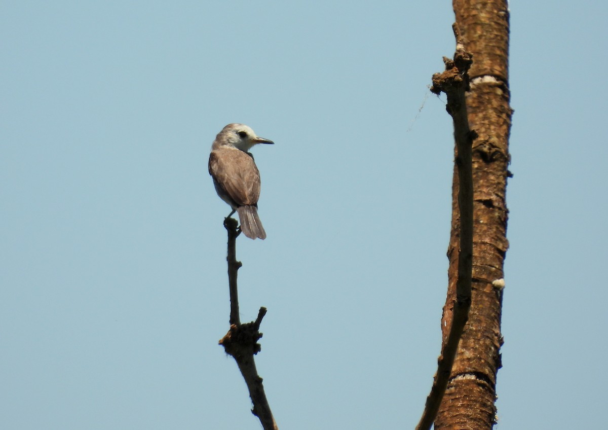 White-headed Marsh Tyrant - ML635224470