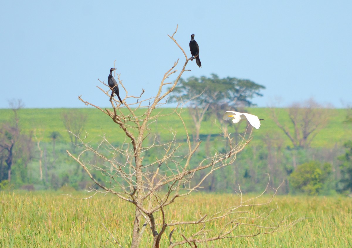 Neotropic Cormorant - ML635224478