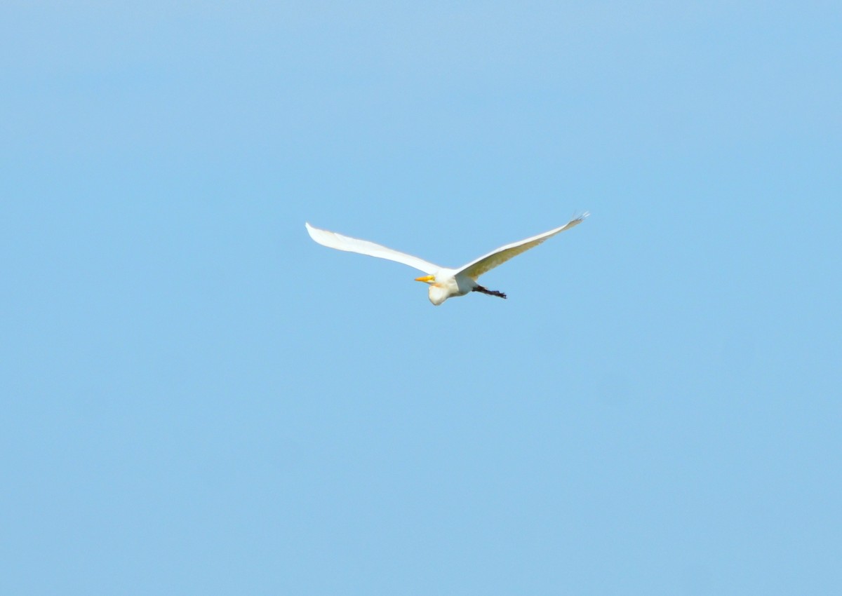 Great Egret - ML635224484