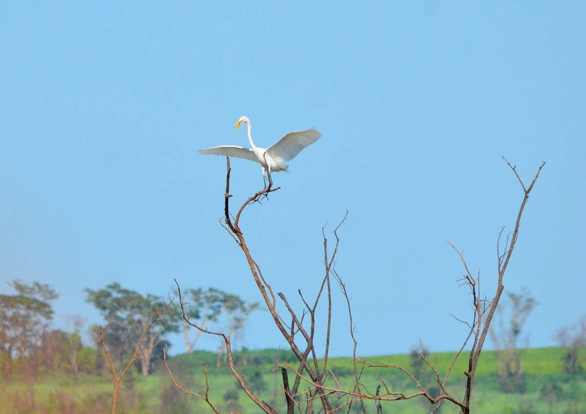 Great Egret - ML635224485
