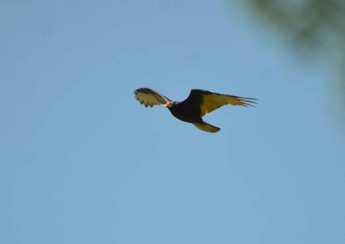Lesser Yellow-headed Vulture - ML635224493