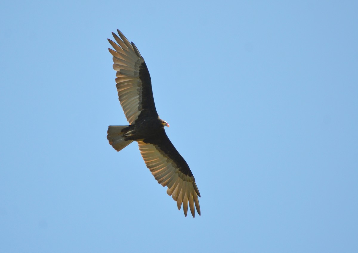 Lesser Yellow-headed Vulture - ML635224494