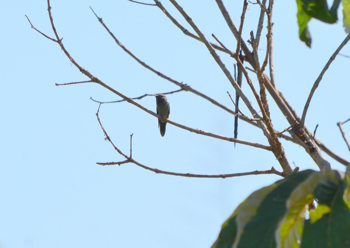 White-tailed Goldenthroat - ML635224509