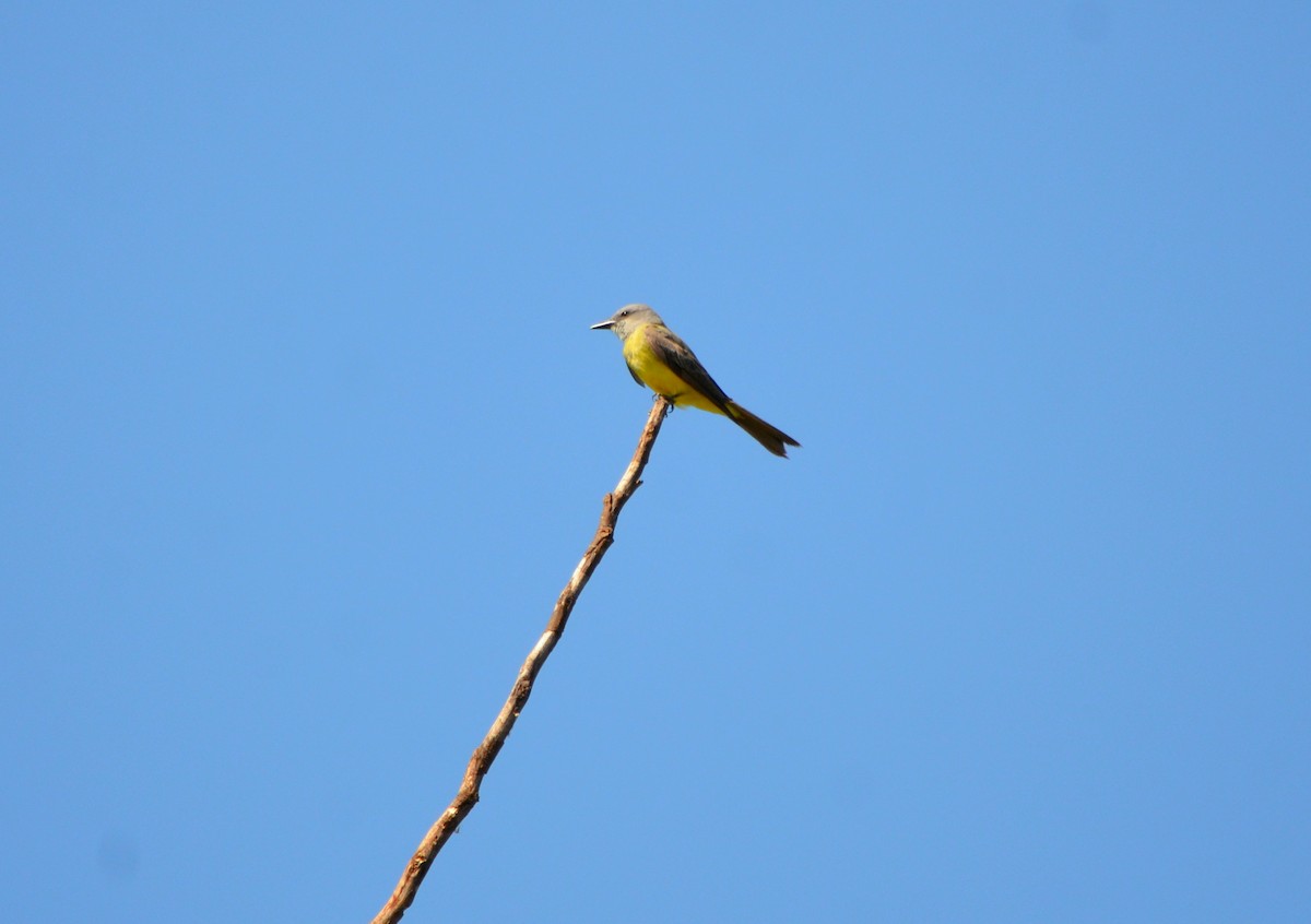 Tropical Kingbird - ML635224519