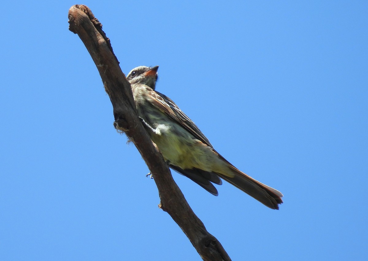 Variegated Flycatcher - ML635224540