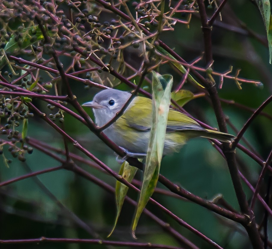 Lesser Greenlet - ML635224542