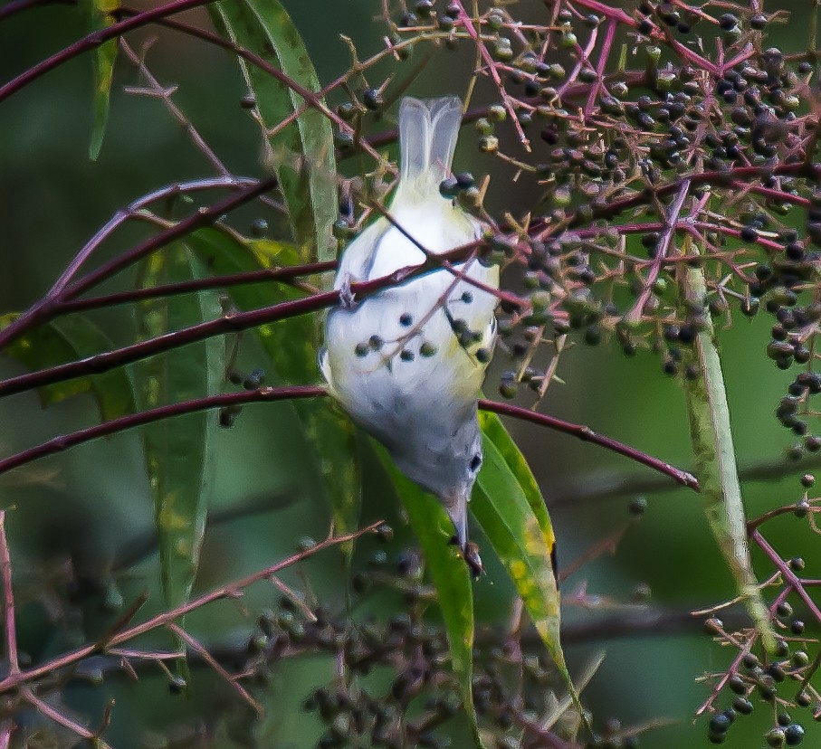 Lesser Greenlet - ML635224543