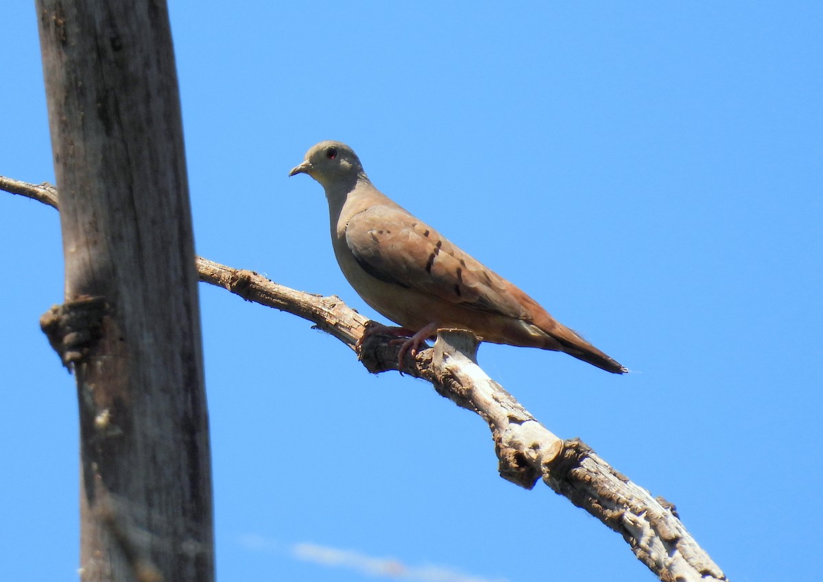 Ruddy Ground Dove - ML635224545