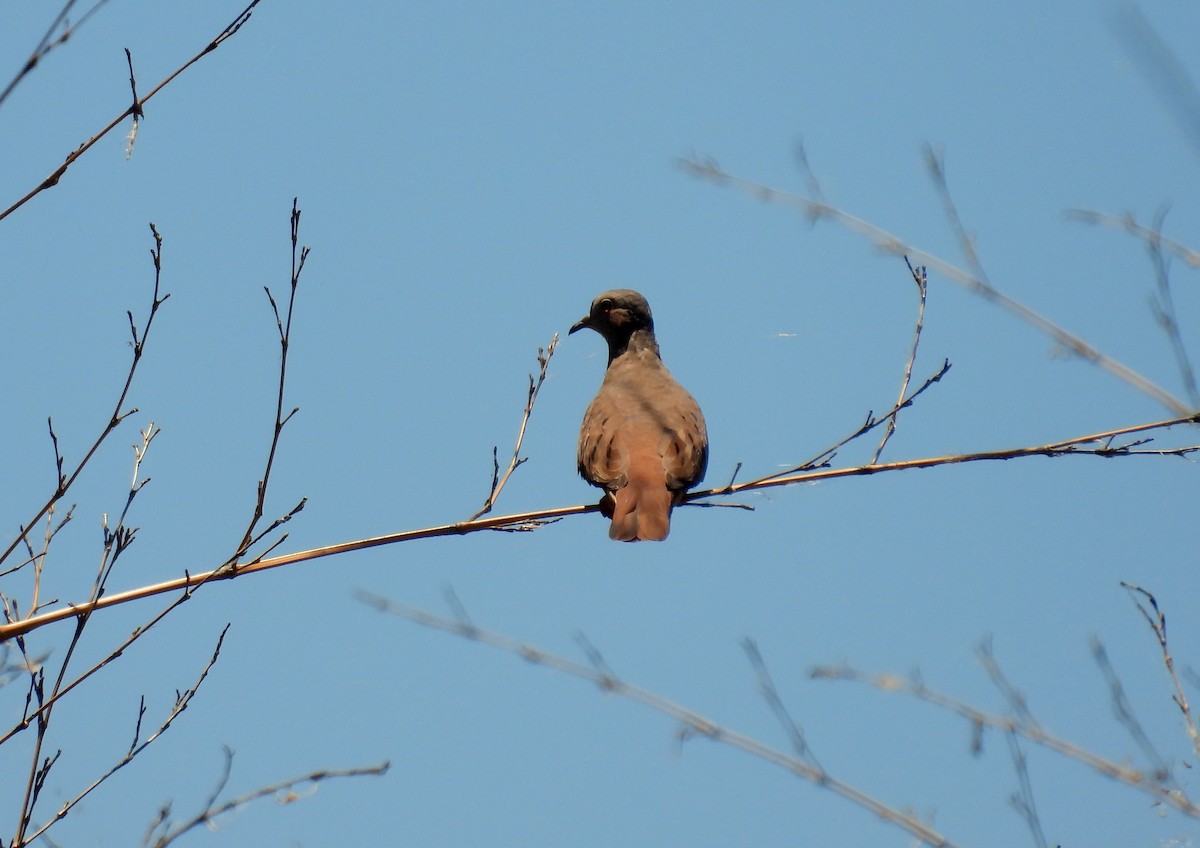 Ruddy Ground Dove - ML635224546