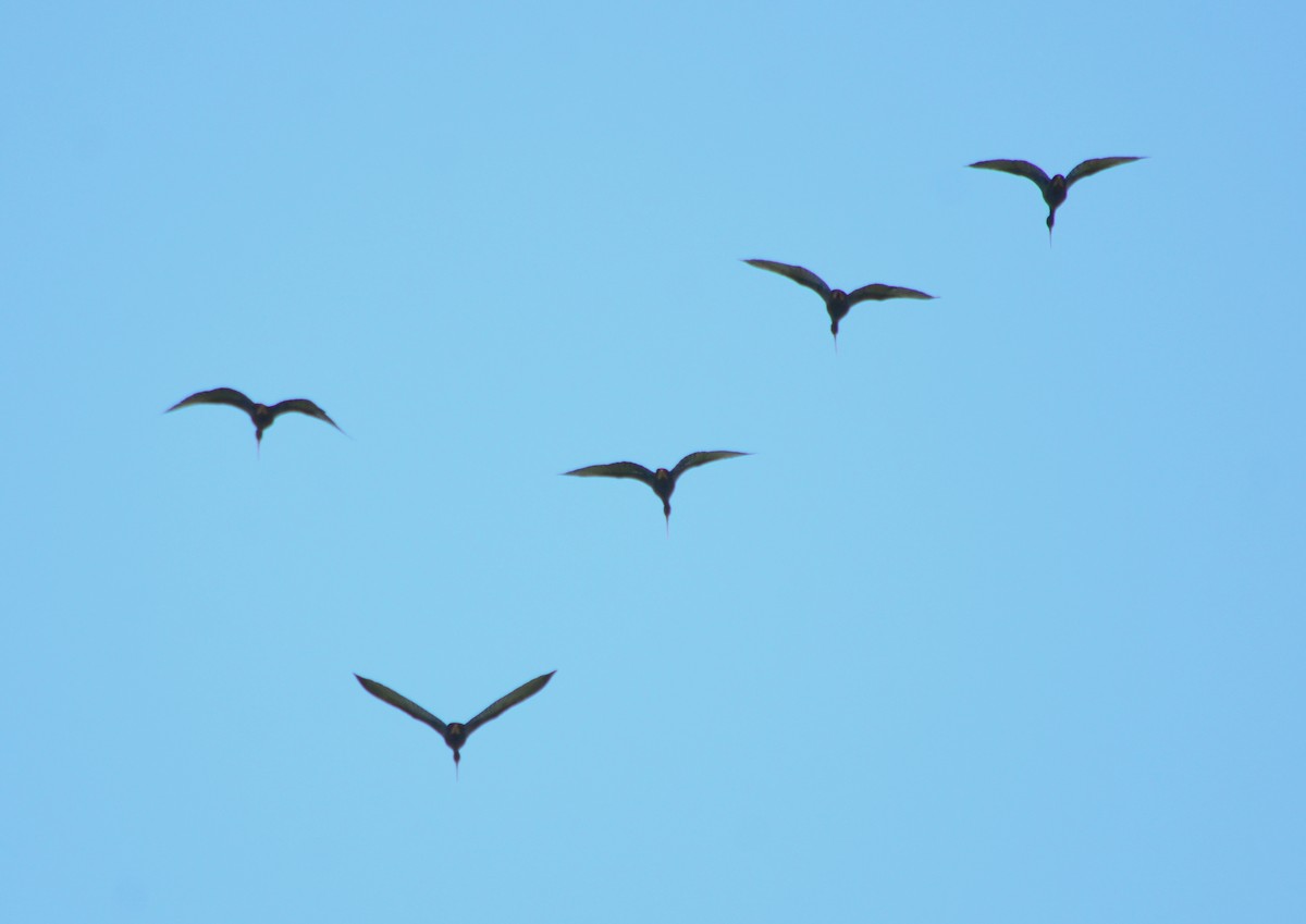 Bare-faced Ibis - ML635224573