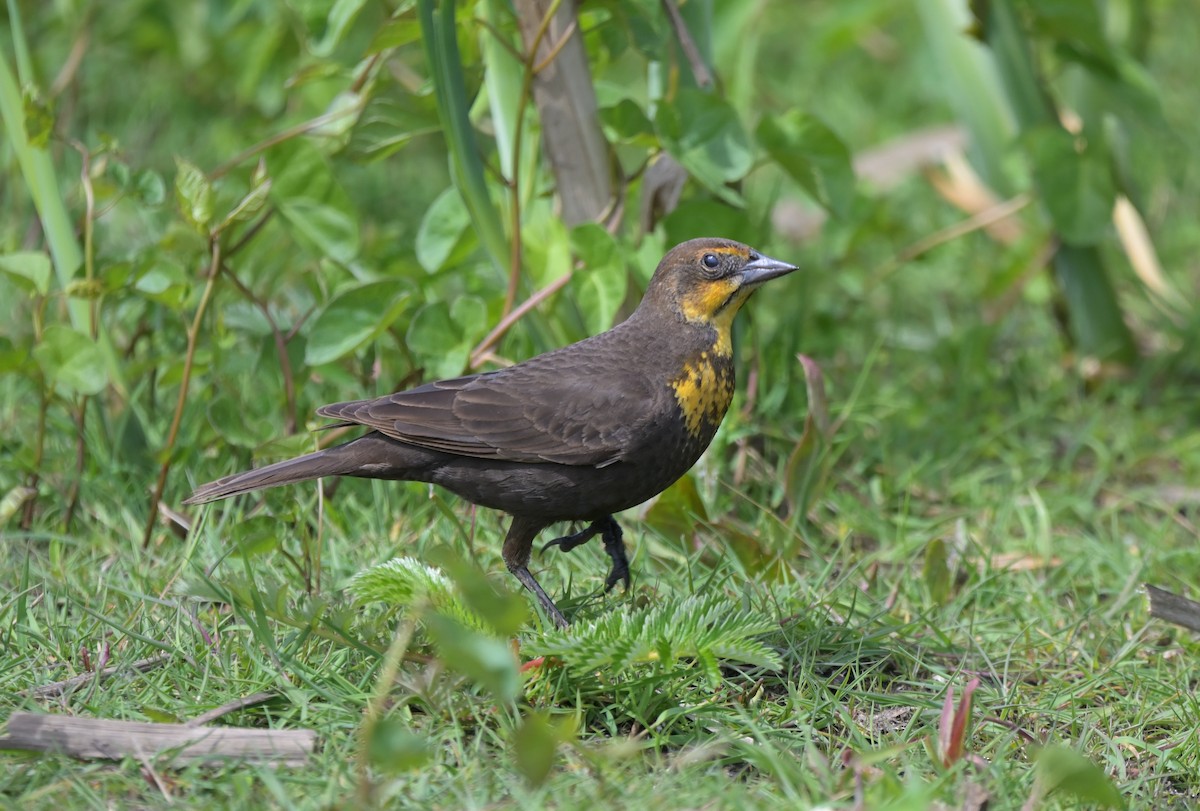 Yellow-headed Blackbird - ML635224579