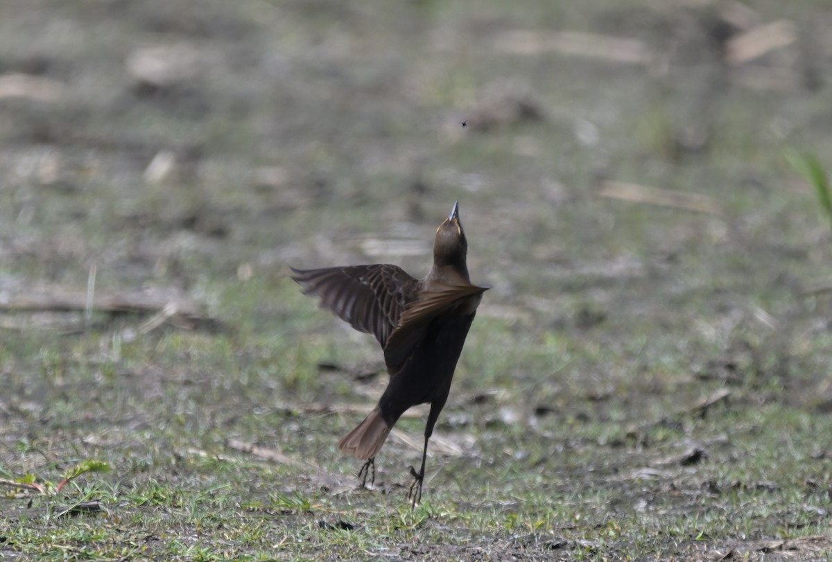 Yellow-headed Blackbird - ML635224585