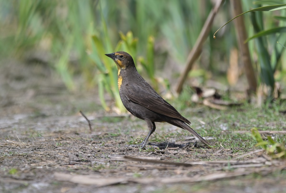 Yellow-headed Blackbird - ML635224589