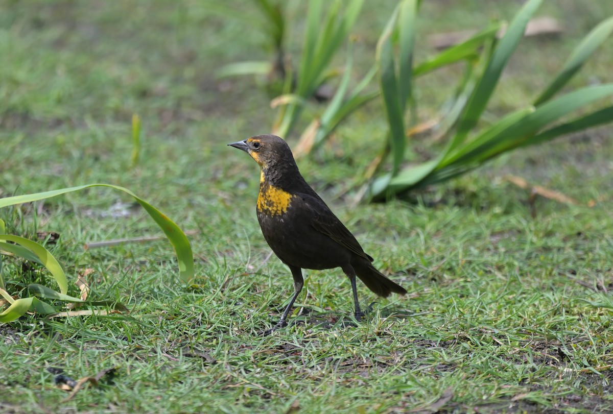 Yellow-headed Blackbird - ML635224591