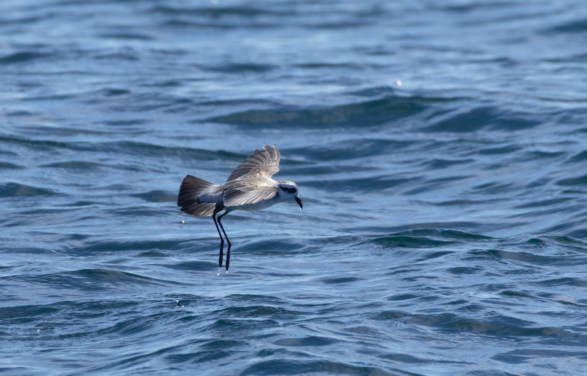 White-faced Storm-Petrel - ML635224639
