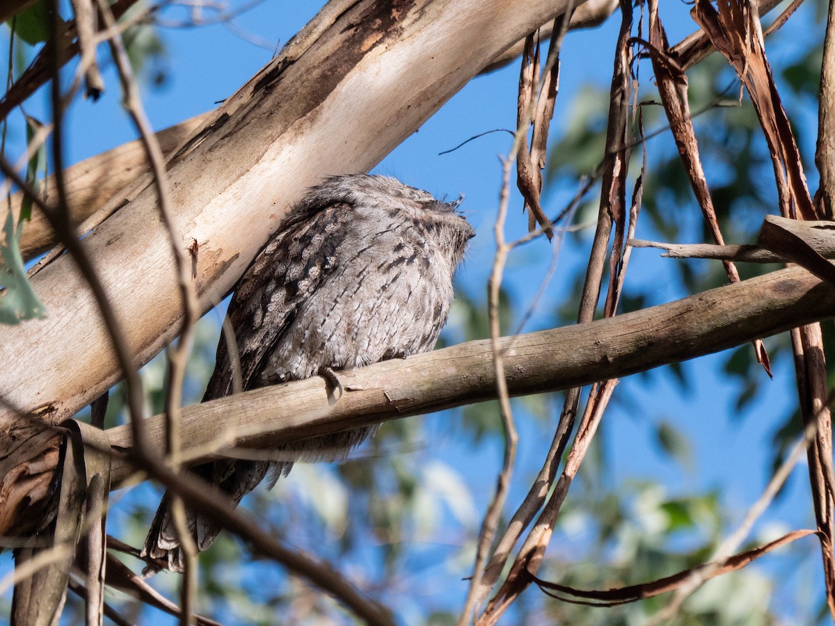 Tawny Frogmouth - ML635224703
