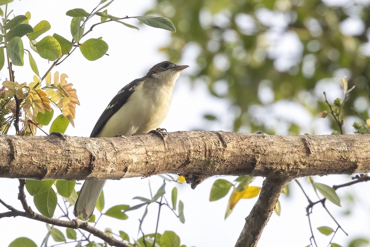 Spotted Greenbul - ML635224744