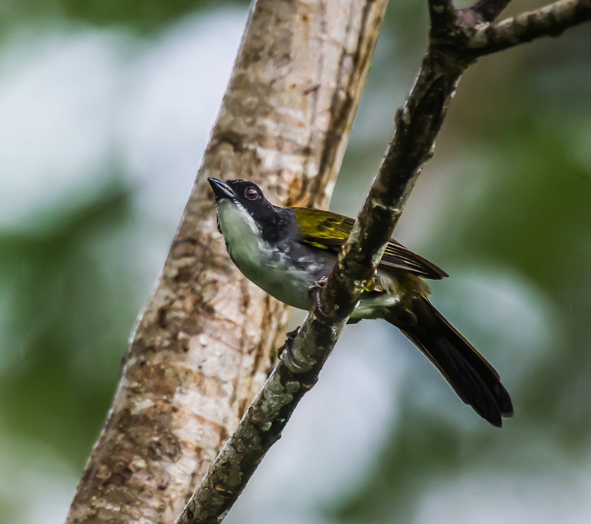 Costa Rican Brushfinch - ML635224803