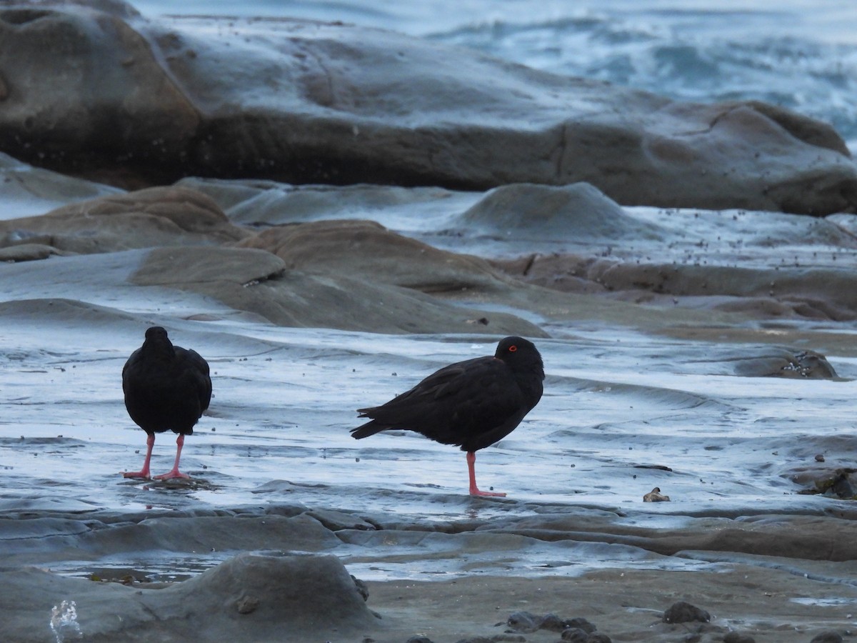 Sooty Oystercatcher - ML635224880