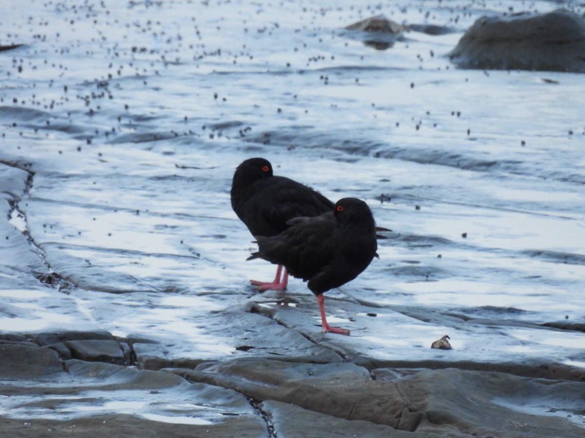 Sooty Oystercatcher - ML635224881