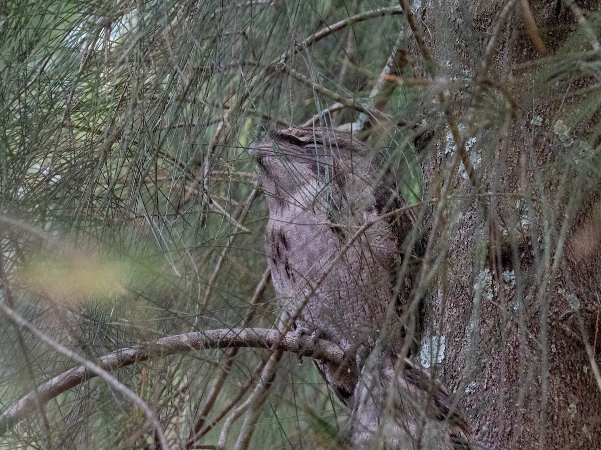 Tawny Frogmouth - ML635224897