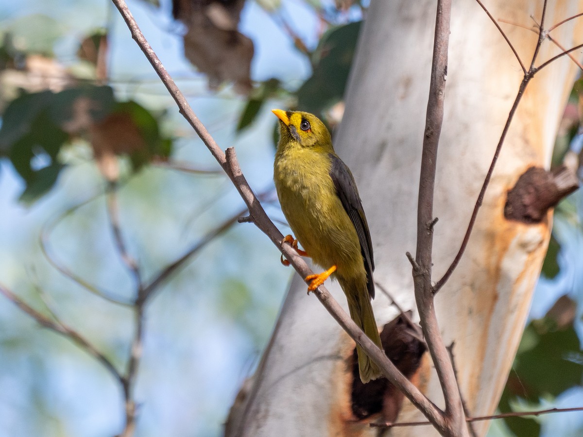 Bell Miner - ML635224901