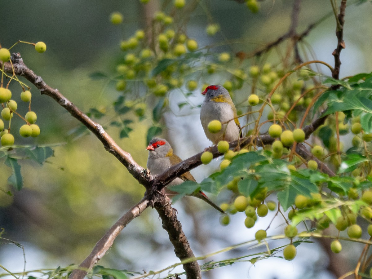 Red-browed Firetail - ML635224931