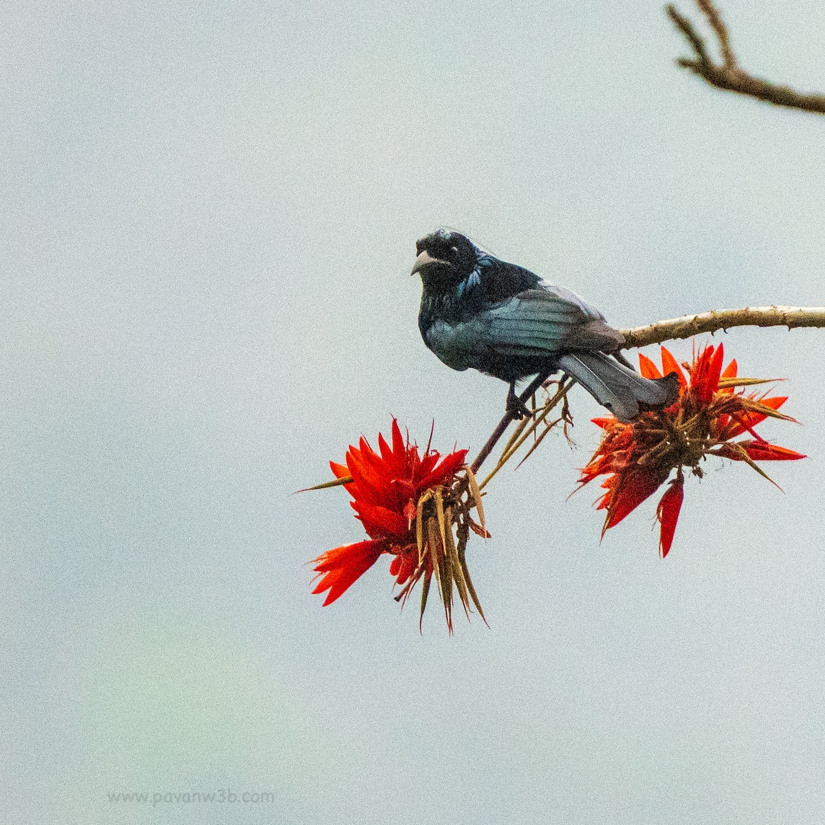 Hair-crested Drongo - ML635224962