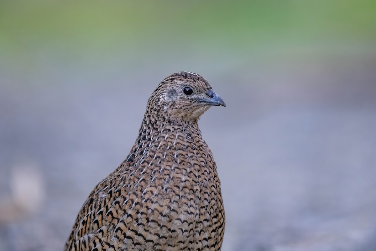 Brown Quail - ML635224964