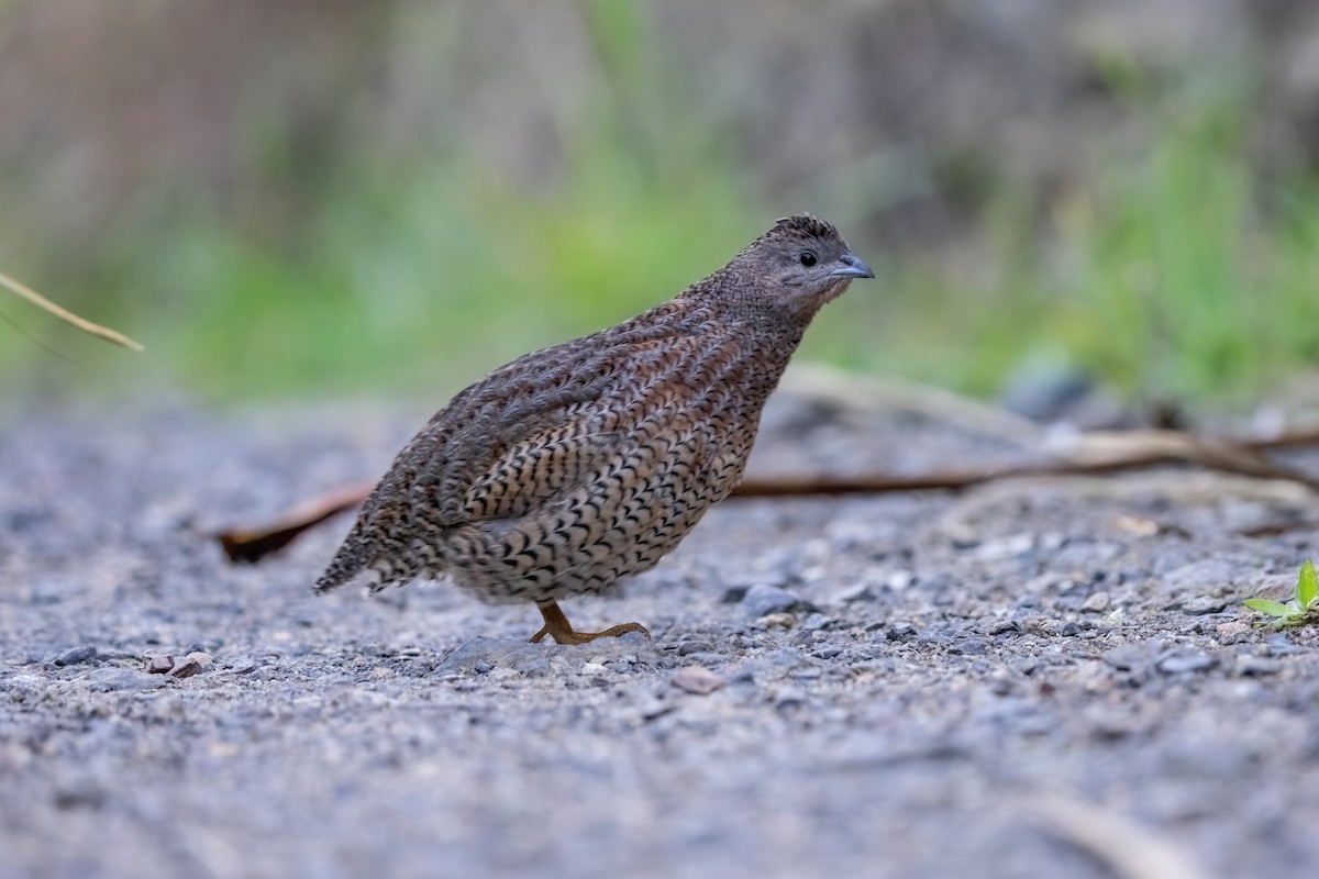 Brown Quail - ML635224965