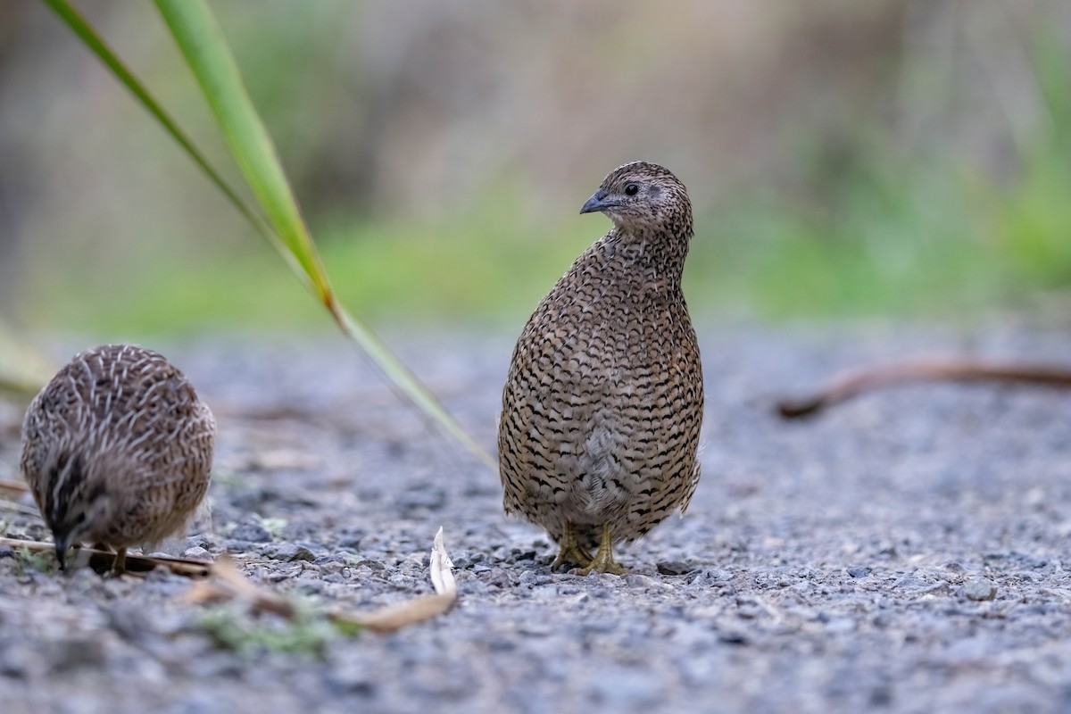 Brown Quail - ML635224966