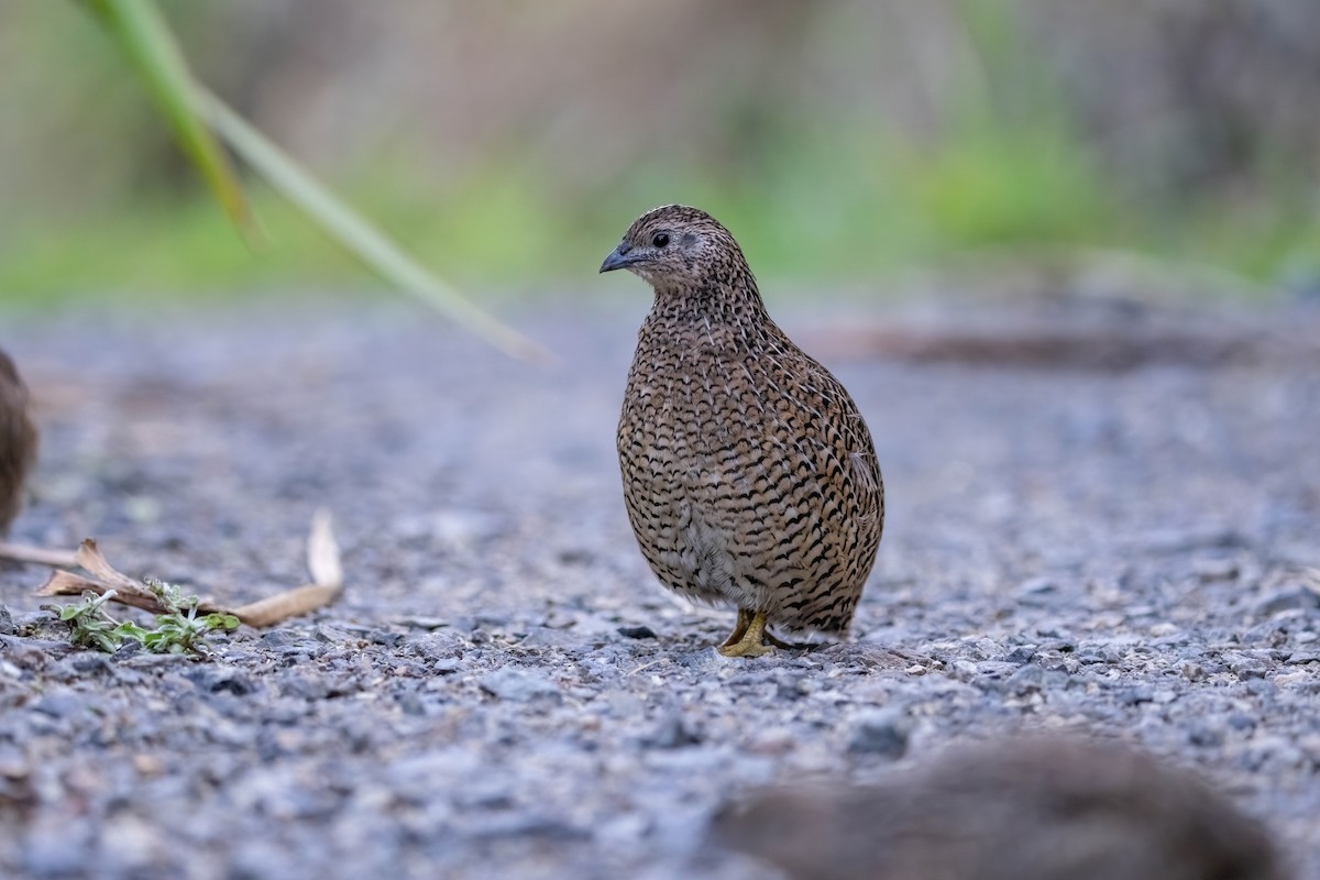 Brown Quail - ML635224967