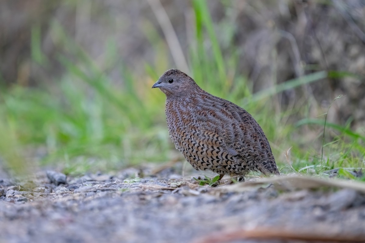 Brown Quail - ML635224968