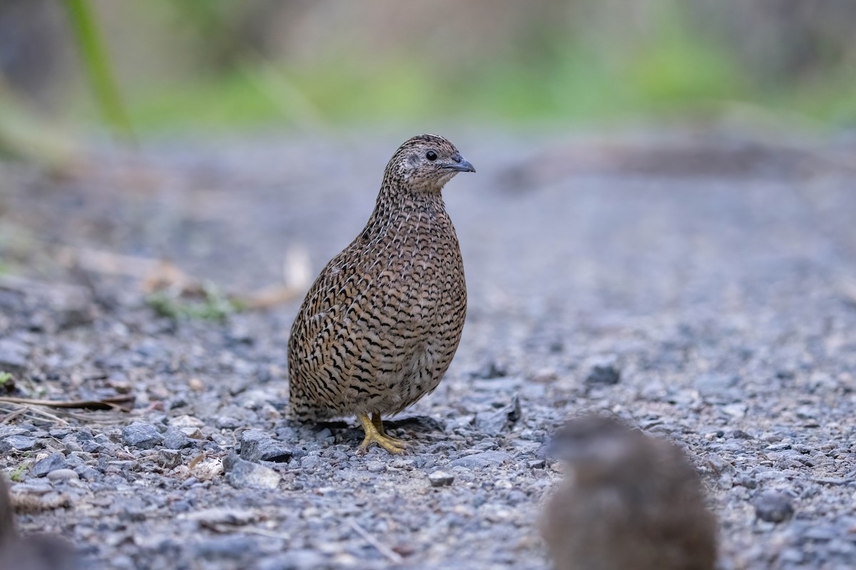 Brown Quail - ML635224969