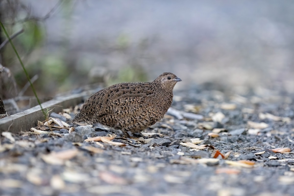 Brown Quail - ML635224970